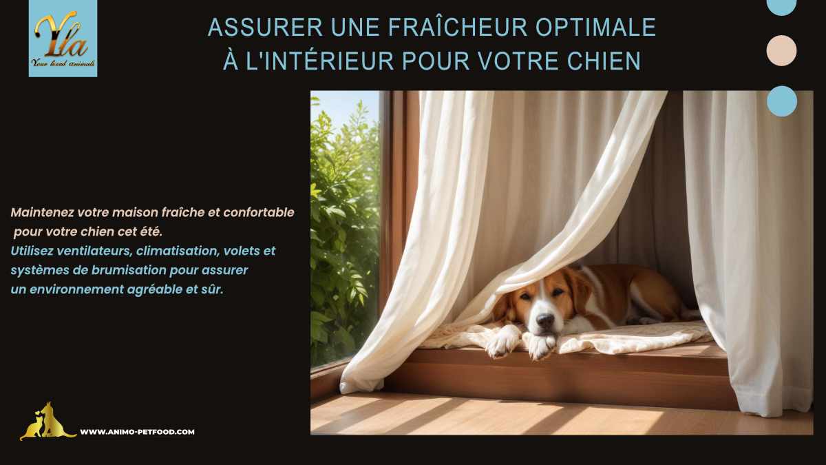 Maintenez votre maison fraîche et confortable pour votre chien cet été. Utilisez ventilateurs, climatisation, volets et systèmes de brumisation pour assurer un environnement agréable et sûr
